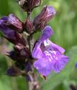 salvia officinalis